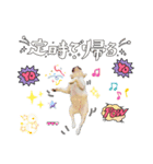 frenchie_mugi #06（個別スタンプ：6）