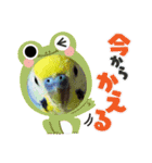 ルキちゃん セキセイインコ3（個別スタンプ：5）