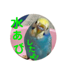 ルキちゃん セキセイインコ3（個別スタンプ：9）