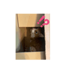 にこじろう3（個別スタンプ：3）
