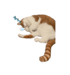 にこじろう3（個別スタンプ：4）