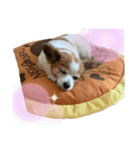 にこじろう3（個別スタンプ：5）