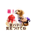 トイプーティナちゃん15夏バージョン（個別スタンプ：1）
