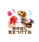 トイプーティナちゃん15夏バージョン（個別スタンプ：2）