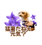 トイプーティナちゃん15夏バージョン（個別スタンプ：3）