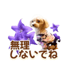 トイプーティナちゃん15夏バージョン（個別スタンプ：4）