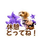 トイプーティナちゃん15夏バージョン（個別スタンプ：5）