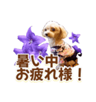 トイプーティナちゃん15夏バージョン（個別スタンプ：6）