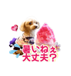 トイプーティナちゃん15夏バージョン（個別スタンプ：7）