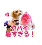 トイプーティナちゃん15夏バージョン（個別スタンプ：9）