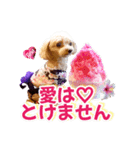 トイプーティナちゃん15夏バージョン（個別スタンプ：10）