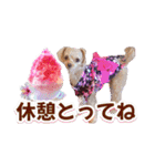 トイプーティナちゃん15夏バージョン（個別スタンプ：12）