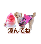 トイプーティナちゃん15夏バージョン（個別スタンプ：13）