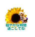 トイプーティナちゃん15夏バージョン（個別スタンプ：14）