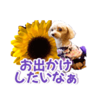 トイプーティナちゃん15夏バージョン（個別スタンプ：15）