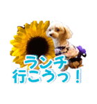 トイプーティナちゃん15夏バージョン（個別スタンプ：17）
