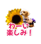 トイプーティナちゃん15夏バージョン（個別スタンプ：18）