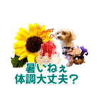 トイプーティナちゃん15夏バージョン（個別スタンプ：20）