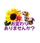 トイプーティナちゃん15夏バージョン（個別スタンプ：21）