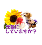 トイプーティナちゃん15夏バージョン（個別スタンプ：22）