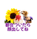 トイプーティナちゃん15夏バージョン（個別スタンプ：23）
