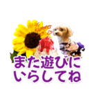 トイプーティナちゃん15夏バージョン（個別スタンプ：24）