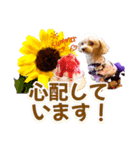 トイプーティナちゃん15夏バージョン（個別スタンプ：25）