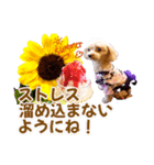 トイプーティナちゃん15夏バージョン（個別スタンプ：26）