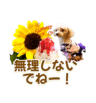 トイプーティナちゃん15夏バージョン（個別スタンプ：27）