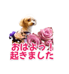 トイプーティナちゃん15夏バージョン（個別スタンプ：28）