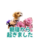 トイプーティナちゃん15夏バージョン（個別スタンプ：29）