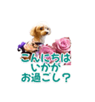トイプーティナちゃん15夏バージョン（個別スタンプ：30）