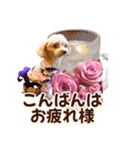 トイプーティナちゃん15夏バージョン（個別スタンプ：31）