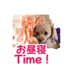 トイプーティナちゃん15夏バージョン（個別スタンプ：32）