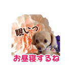 トイプーティナちゃん15夏バージョン（個別スタンプ：33）