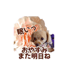トイプーティナちゃん15夏バージョン（個別スタンプ：34）
