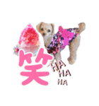 トイプーティナちゃん15夏バージョン（個別スタンプ：40）