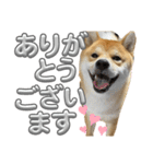 キングトロイ（個別スタンプ：3）