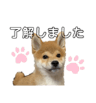 キングトロイ（個別スタンプ：5）
