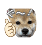 キングトロイ（個別スタンプ：6）