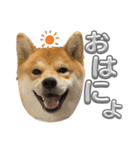 キングトロイ（個別スタンプ：7）