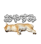 キングトロイ（個別スタンプ：8）