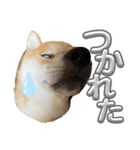 キングトロイ（個別スタンプ：9）