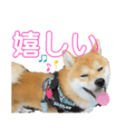 キングトロイ（個別スタンプ：10）