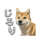 キングトロイ（個別スタンプ：12）