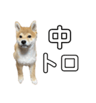 キングトロイ（個別スタンプ：18）