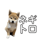 キングトロイ（個別スタンプ：19）