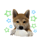 キングトロイ（個別スタンプ：21）