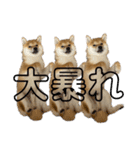 キングトロイ（個別スタンプ：22）