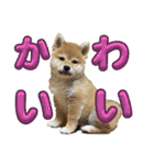 キングトロイ（個別スタンプ：23）